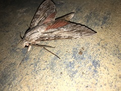 Erinnyis yucatana