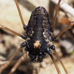 Platybunus