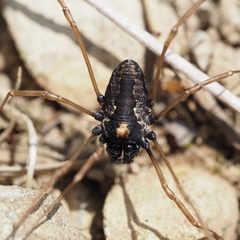 Platybunus