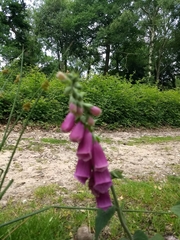 Digitalis purpurea