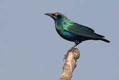 Lamprotornis chalcurus