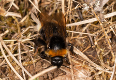Bombus bohemicus