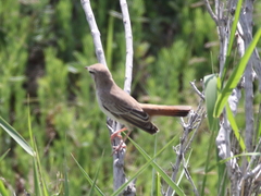 Cercotrichas galactotes