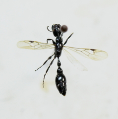 Tetraponera