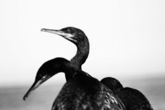 Gulosus aristotelis desmarestii