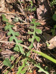 Lactuca hirsuta
