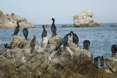 Gulosus aristotelis desmarestii