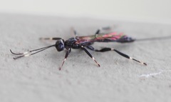 Xorides stigmapterus