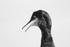 Gulosus aristotelis desmarestii