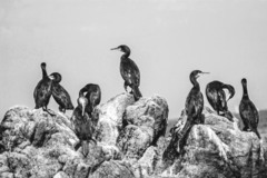 Gulosus aristotelis desmarestii