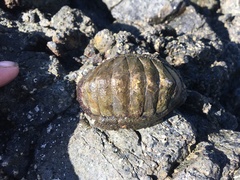 Chiton stokesii
