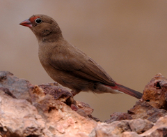 Lagonosticta senegala