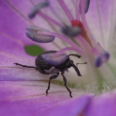 Zacladus geranii