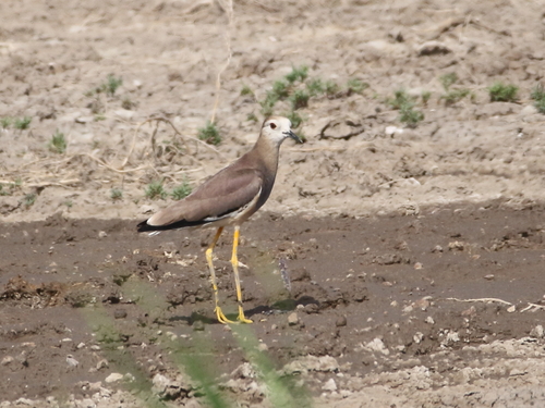 Avefría coliblanca (Vanellus leucurus)
