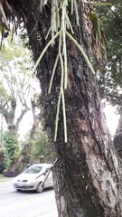 Rhipsalis floccosa