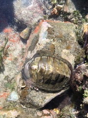 Chiton stokesii