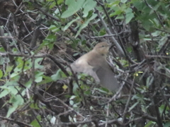 Phylloscopus sindianus