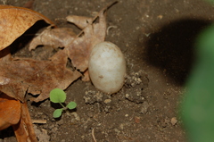 Megalobulimus lorentzianus
