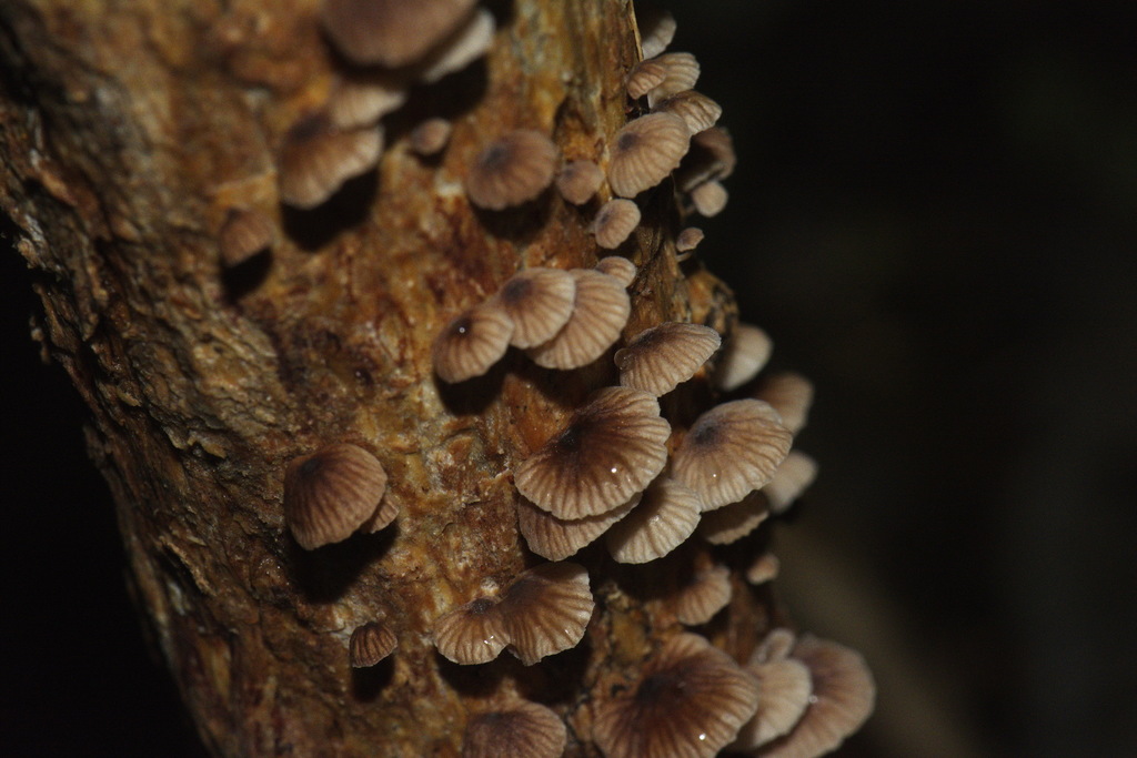 Gymnopus imbricatus