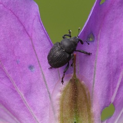 Zacladus geranii