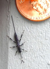 Xorides stigmapterus