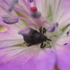 Zacladus geranii