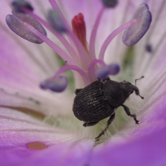 Zacladus geranii