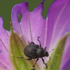 Zacladus geranii