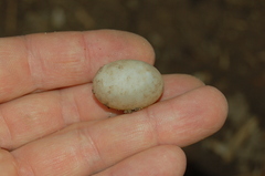 Megalobulimus lorentzianus
