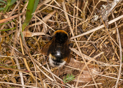 Bombus bohemicus