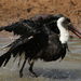 Woolly-necked Stork - Photo (c) Derek Keats, some rights reserved (CC BY)