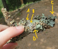 Haematomma persoonii