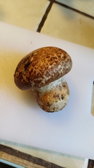 Agaricus lilaceps