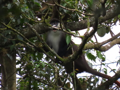 Cercopithecus ascanius