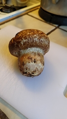 Agaricus lilaceps