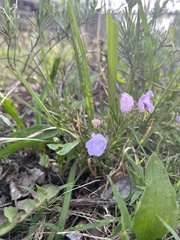 Conradina verticillata