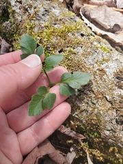 Sceptridium oneidense