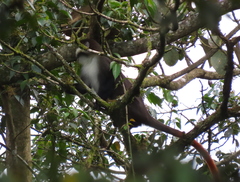 Cercopithecus ascanius