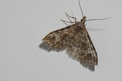 Alucita adriendenisi