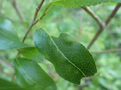 Taphrina populi-salicis