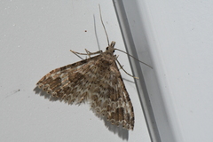 Alucita adriendenisi