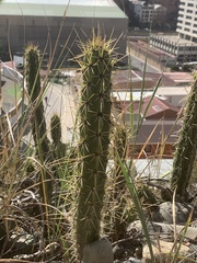 Corryocactus