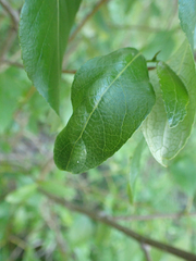 Taphrina populi-salicis