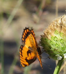Byblia anvatara acheloia