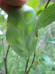 Taphrina populi-salicis