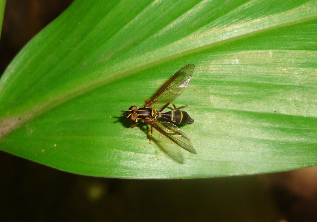 Mimocalla bonariensis