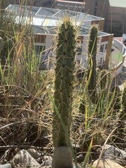 Corryocactus