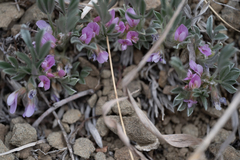 Astragalus tridactylicus