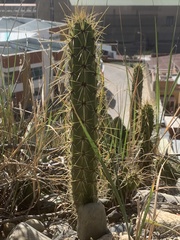 Corryocactus