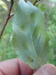 Taphrina populi-salicis